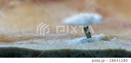 garden eel in aquarium tank 28641280
