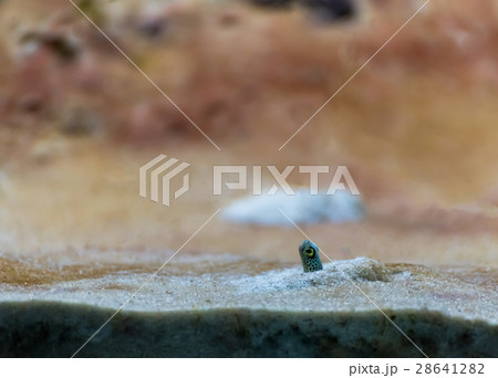 garden eel in aquarium tank garden eel in aquarium tank 28641282
