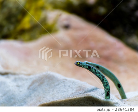 garden eel in aquarium tank 28641284
