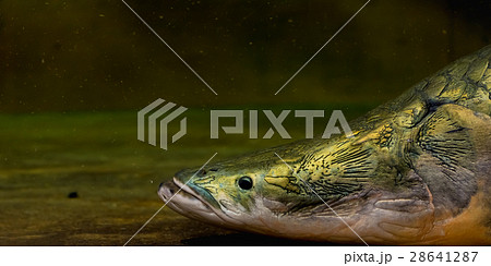 close up shot of Arapaima fish head close up shot of Arapaima fish head 28641287