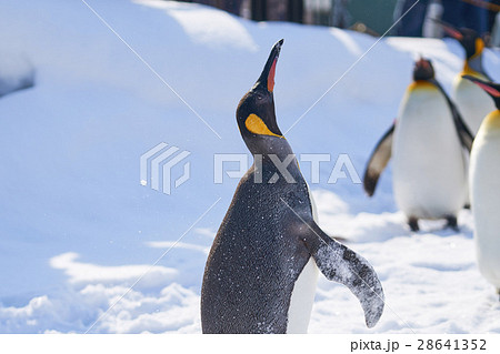 羽ばたくキングペンギン 28641352