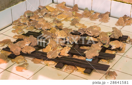 East Asian bullfrog tadpole in pond 28641581