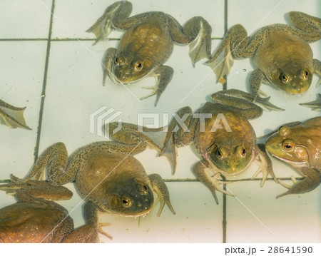 American Bullfrog in pond. 28641590