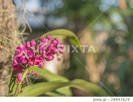 purple Rhynchostylist gigantea orchids 28641629