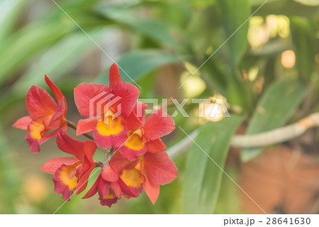 red Rhynchostylist gigantea orchids 28641630