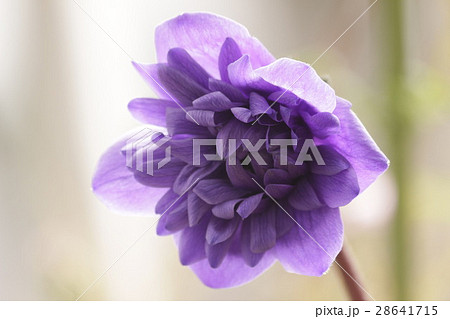 アネモネ 28641715