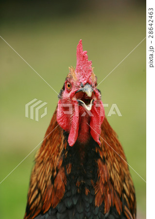 Red Black Rooster. Cock, symbol of New 2017 28642463