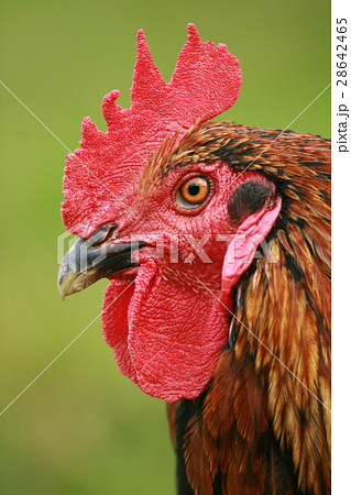 Red Black Rooster. Cock, symbol of New 2017 28642465