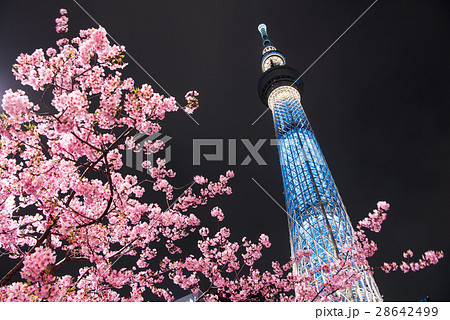 河津桜と東京スカイツリー 河津桜と東京スカイツリー 28642499