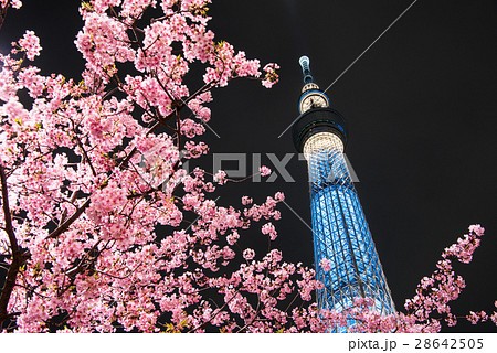 河津桜と東京スカイツリーの写真素材