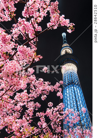 河津桜と東京スカイツリーの写真素材