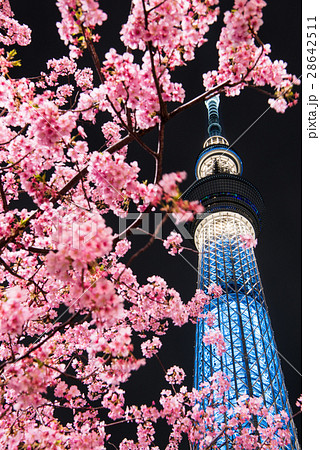 河津桜と東京スカイツリーの写真素材