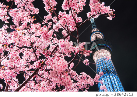 河津桜と東京スカイツリー 28642512