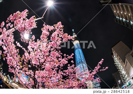 河津桜と東京スカイツリー 河津桜と東京スカイツリー 28642518