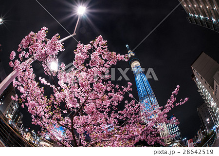 河津桜と東京スカイツリー 28642519