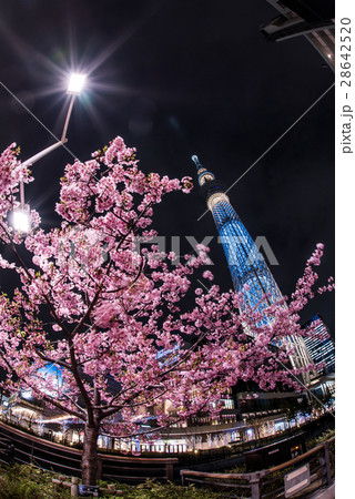河津桜と東京スカイツリー 河津桜と東京スカイツリー 28642520
