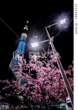 河津桜と東京スカイツリー 河津桜と東京スカイツリー 28642525