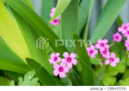 ひっそりと咲くピンク色の花の写真素材