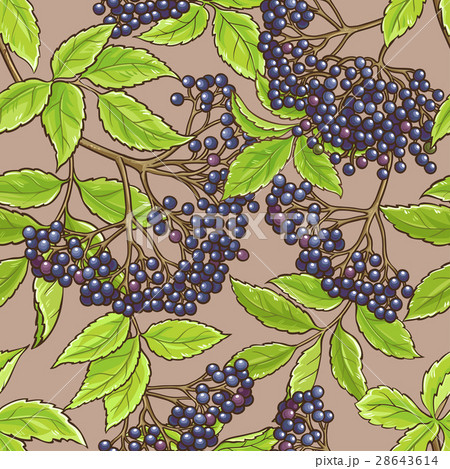 elderberry seamless pattern 28643614
