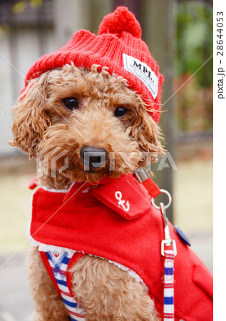 プードル　散歩 28644053