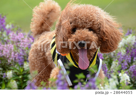 プードル　花畑 28644055