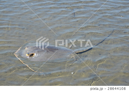 アカエイ（多摩川河口／東京都大田区） 28644108