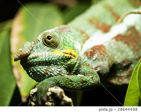 Head of Yemen chameleon - Chameleo calyptratus 28644498