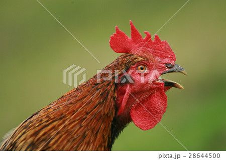 Red Black Rooster. Cock, symbol of New 2017 Red Black Rooster. Cock, symbol of New 2017 28644500