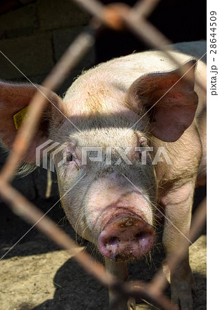 Happy pig Happy pig 28644509