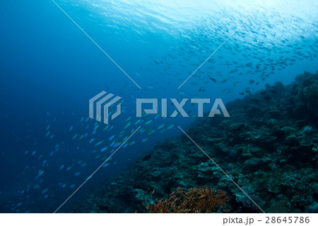 青い海とグルクンの群れ 28645786