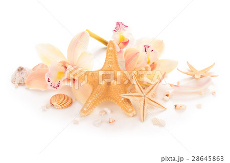 Shells and orchids. Shells and orchids. 28645863