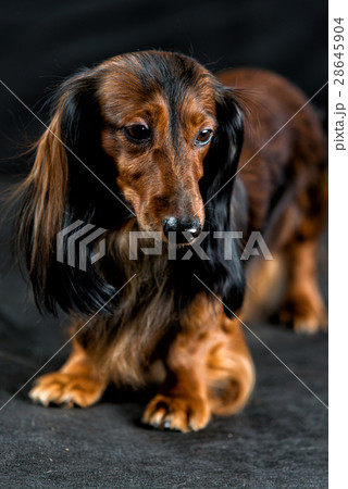 Dachshund on a dark background 28645904