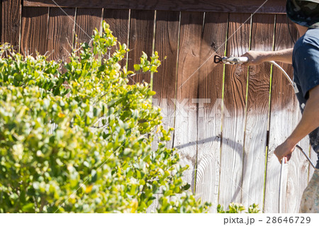 Professional Painter Spraying Yard Fence with Stain 28646729