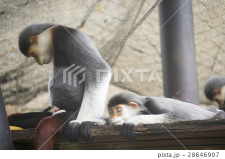 Red-shanked douc langur sleeping Red-shanked douc langur sleeping 28646907