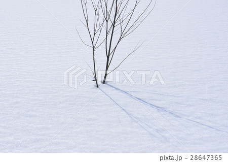 枯れ木 28647365