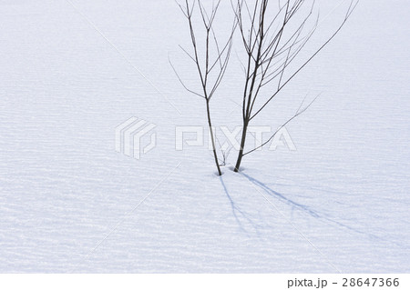 枯れ木 28647366