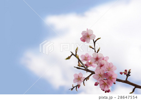 天下一ひむか桜　クローズアップ 28647554