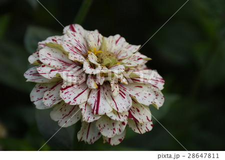 台湾 台南 百日草 28647811