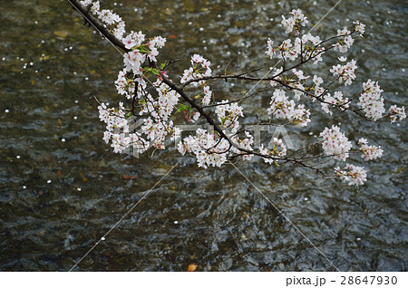 桜　水　高瀬川 28647930