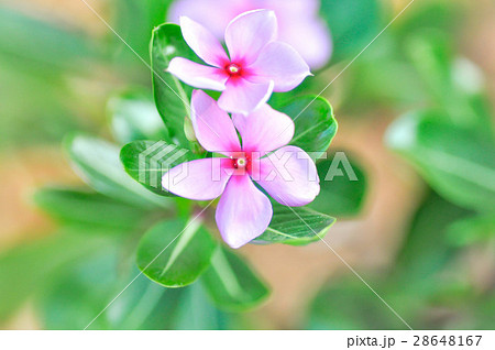 ludwigia adscendens or periwinkle flower ludwigia adscendens or periwinkle flower 28648167