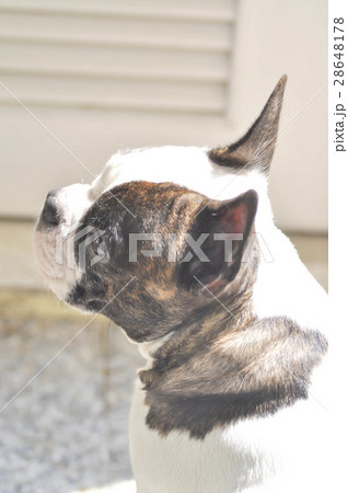 sunbathe French bulldog sunbathe French bulldog 28648178