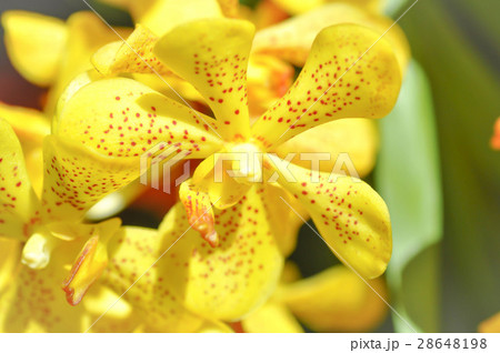 yellow orchid yellow orchid 28648198