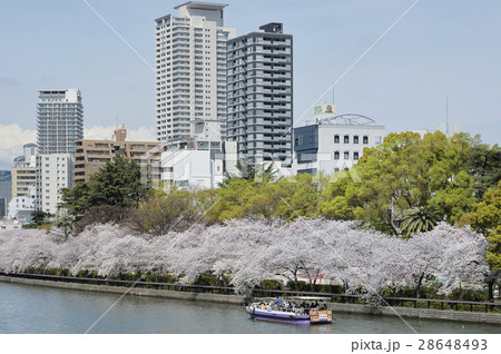 大川 南天満公園 桜 大阪 天満橋 大川 南天満公園 桜 大阪 天満橋 28648493