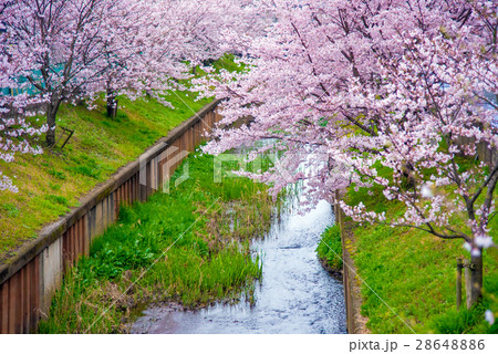 満開の桜 満開の桜 28648886