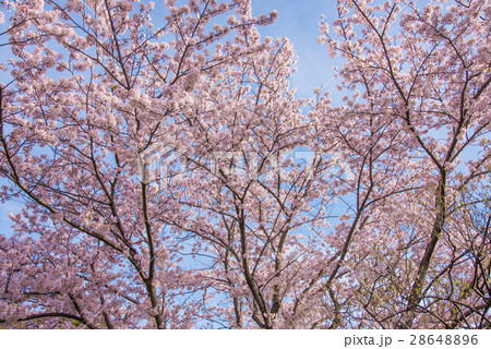 満開の桜 満開の桜 28648896