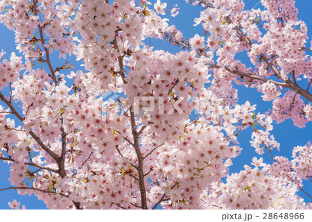 満開の桜 満開の桜 28648966