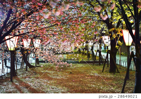 大阪造幣局　桜の通り抜け 28649021
