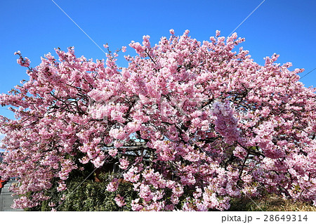 河津桜・かじやの桜 河津桜・かじやの桜 28649314