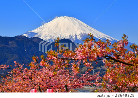 河津桜 28649329