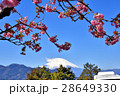 河津桜 28649330